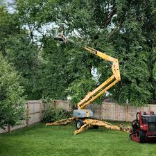 Best Tree Cabling and Bracing  in Guthrie Center, IA