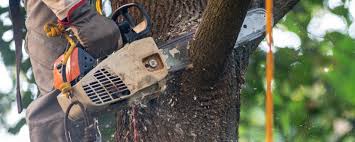 Professional Tree Care Services in Guthrie Center, IA