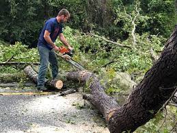 Best Tree and Shrub Care  in Guthrie Center, IA