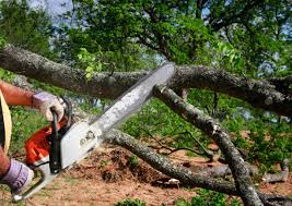 Best Fruit Tree Pruning  in Guthrie Center, IA