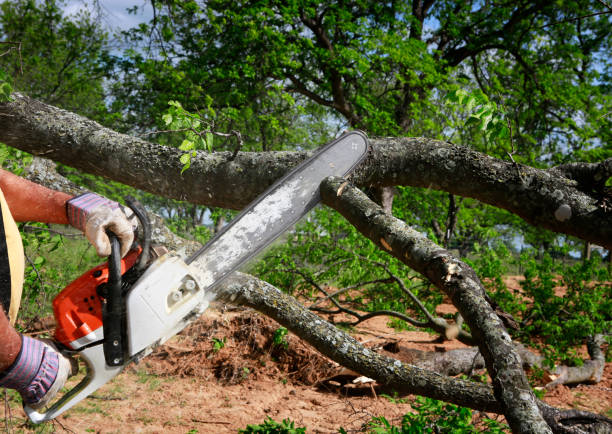 Best Arborist Consultation Services  in Guthrie Center, IA